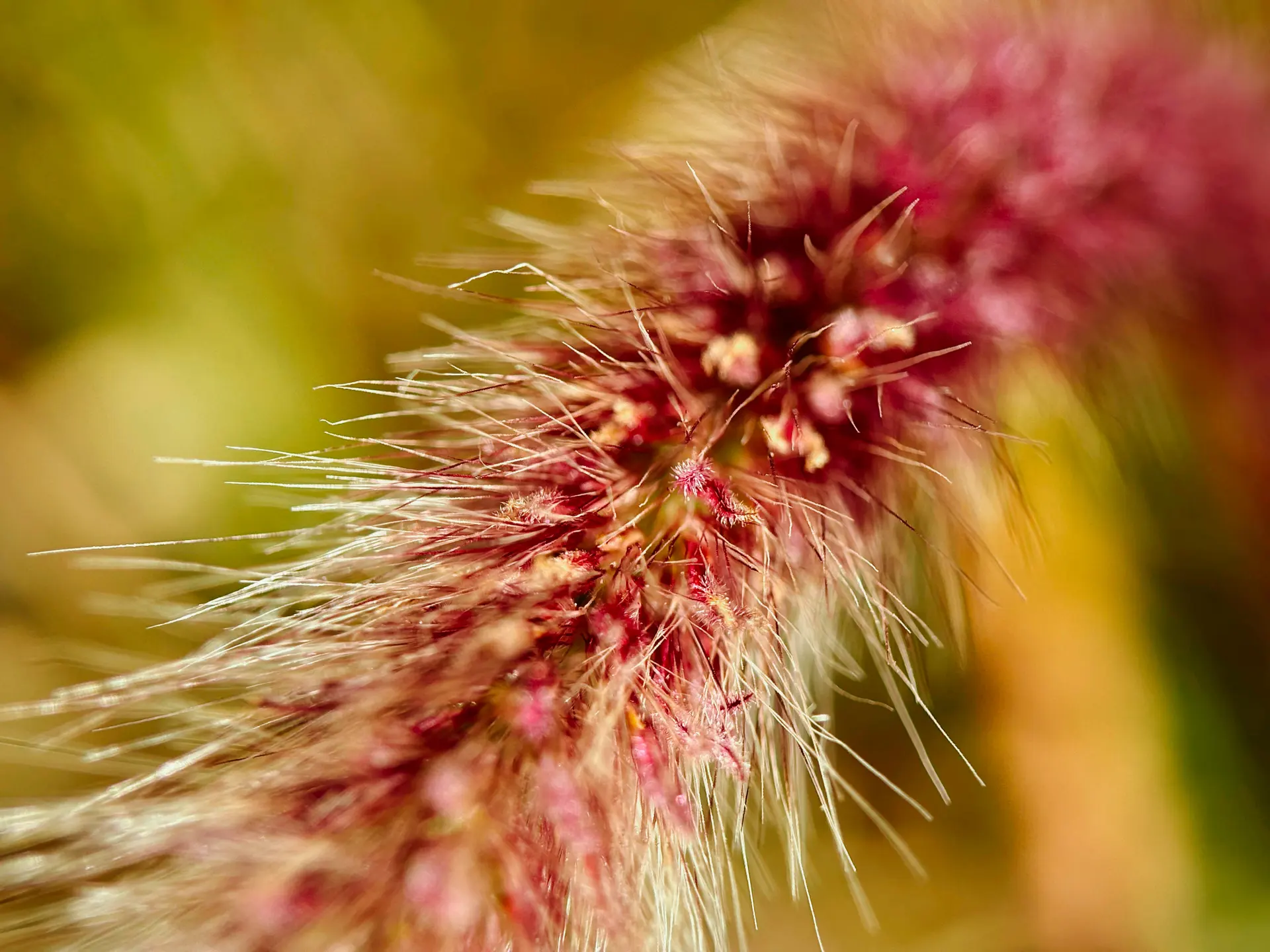 Moment 75mm Mobile Lens | T Series