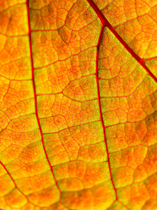 Moment 75mm Mobile Lens | T Series