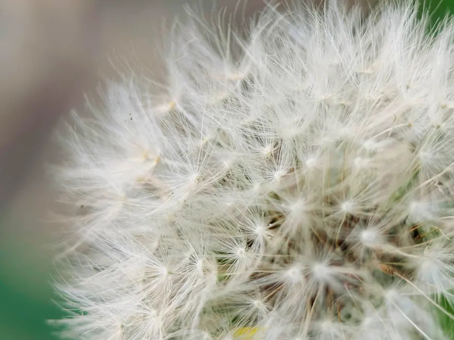 Moment 75mm Mobile Lens | T Series