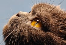 Realme GT 5 Pro’s 50MP IMX890 periscope telephoto camera samples released Realme GT 5 Pro telephoto sample shots