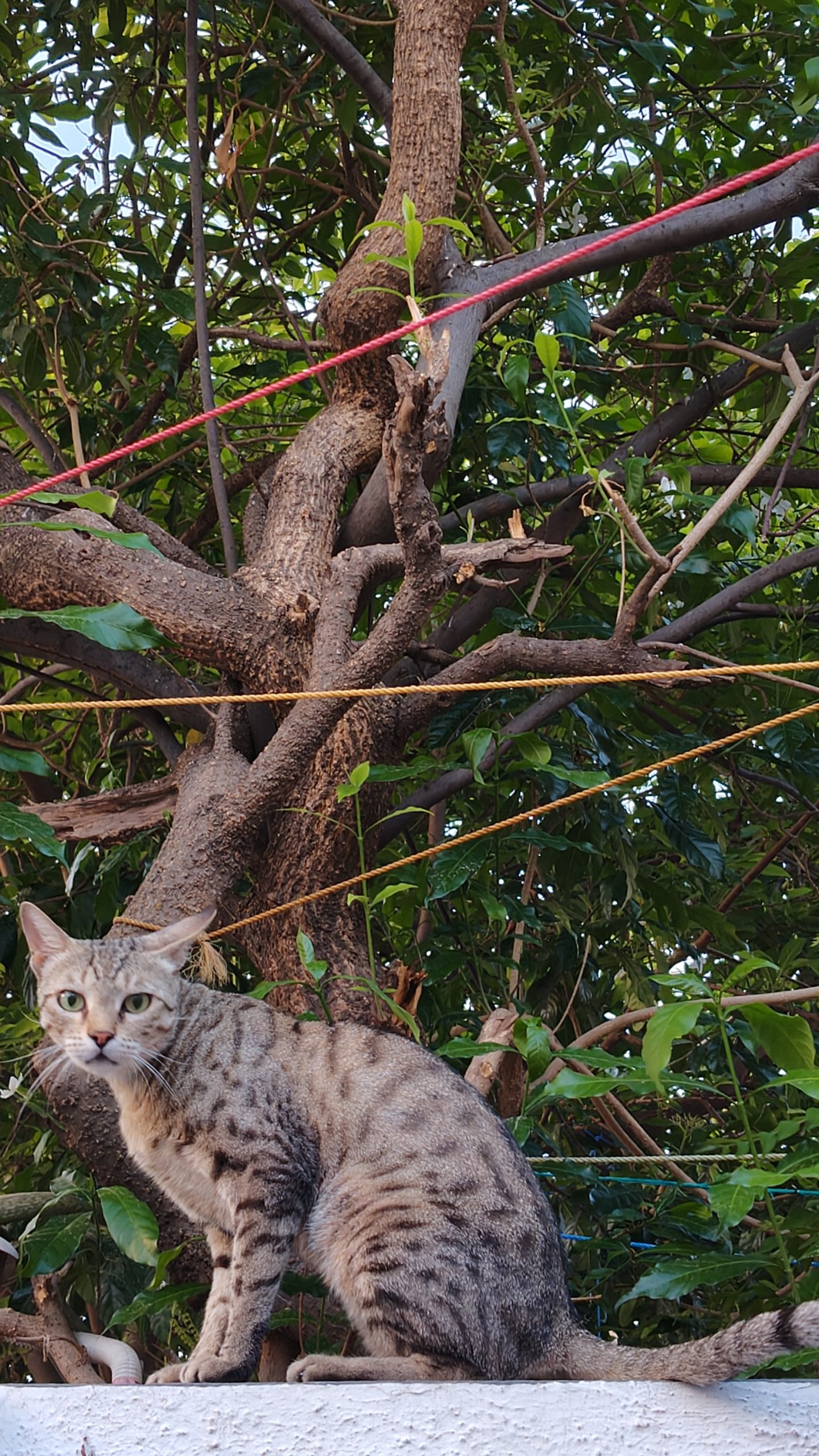 OnePlus Nord CE 4 Camera Sample