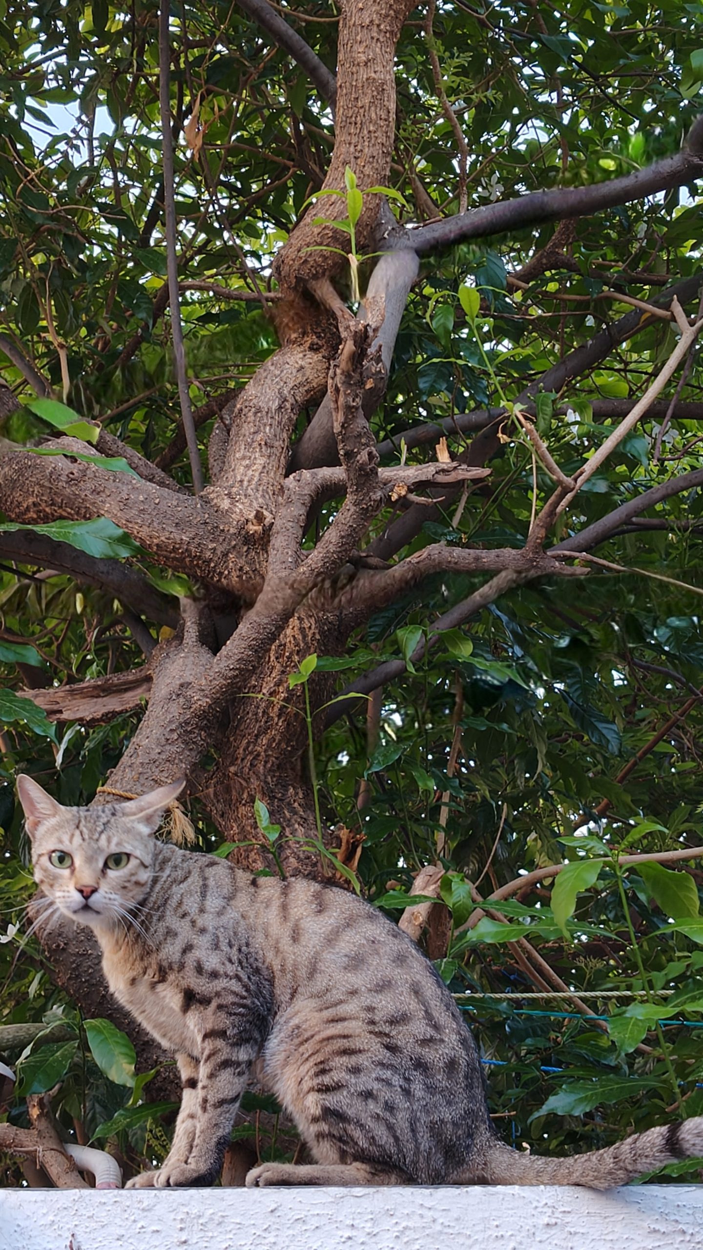 OnePlus Nord CE 4 Camera Sample