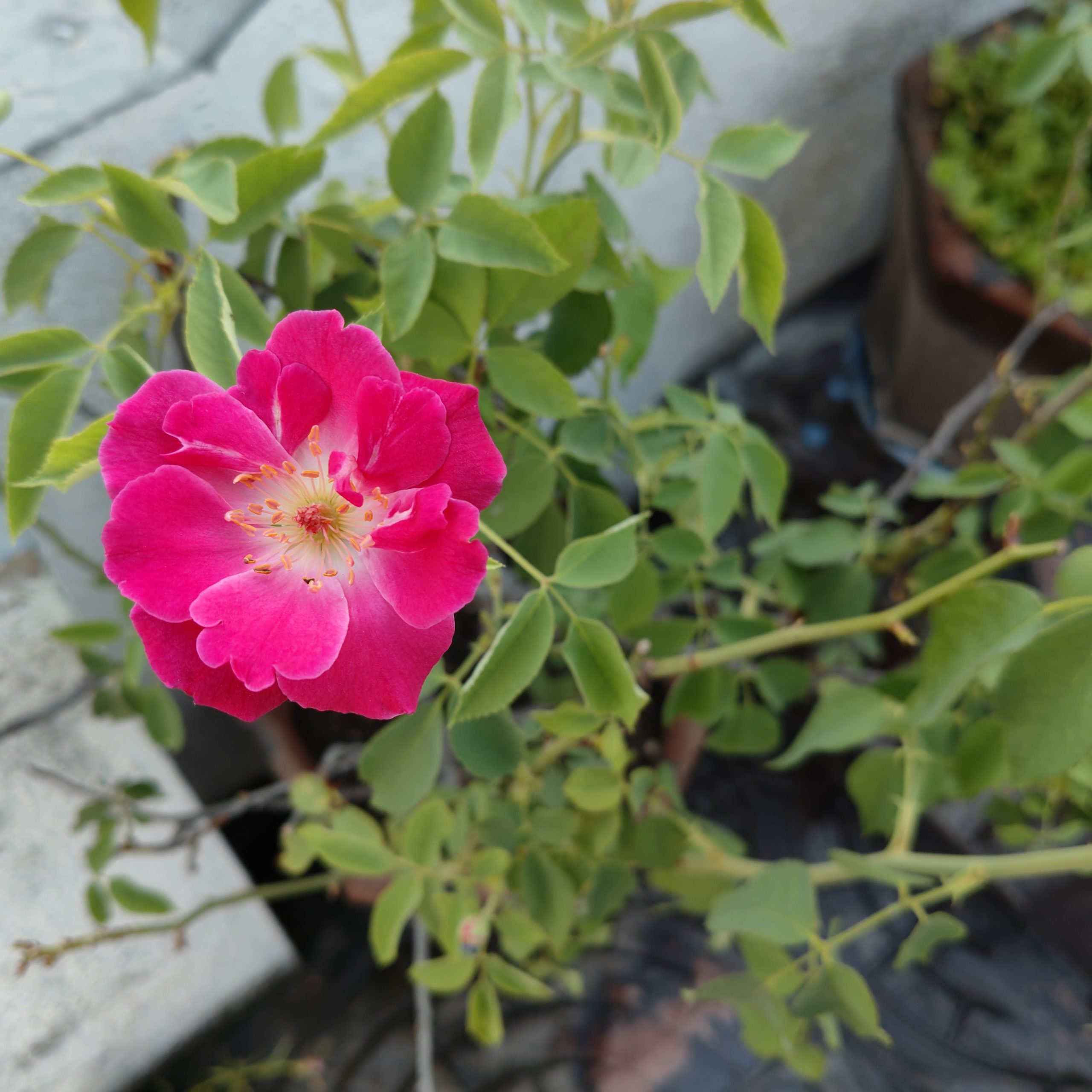 OnePlus Nord CE 4 Camera Sample