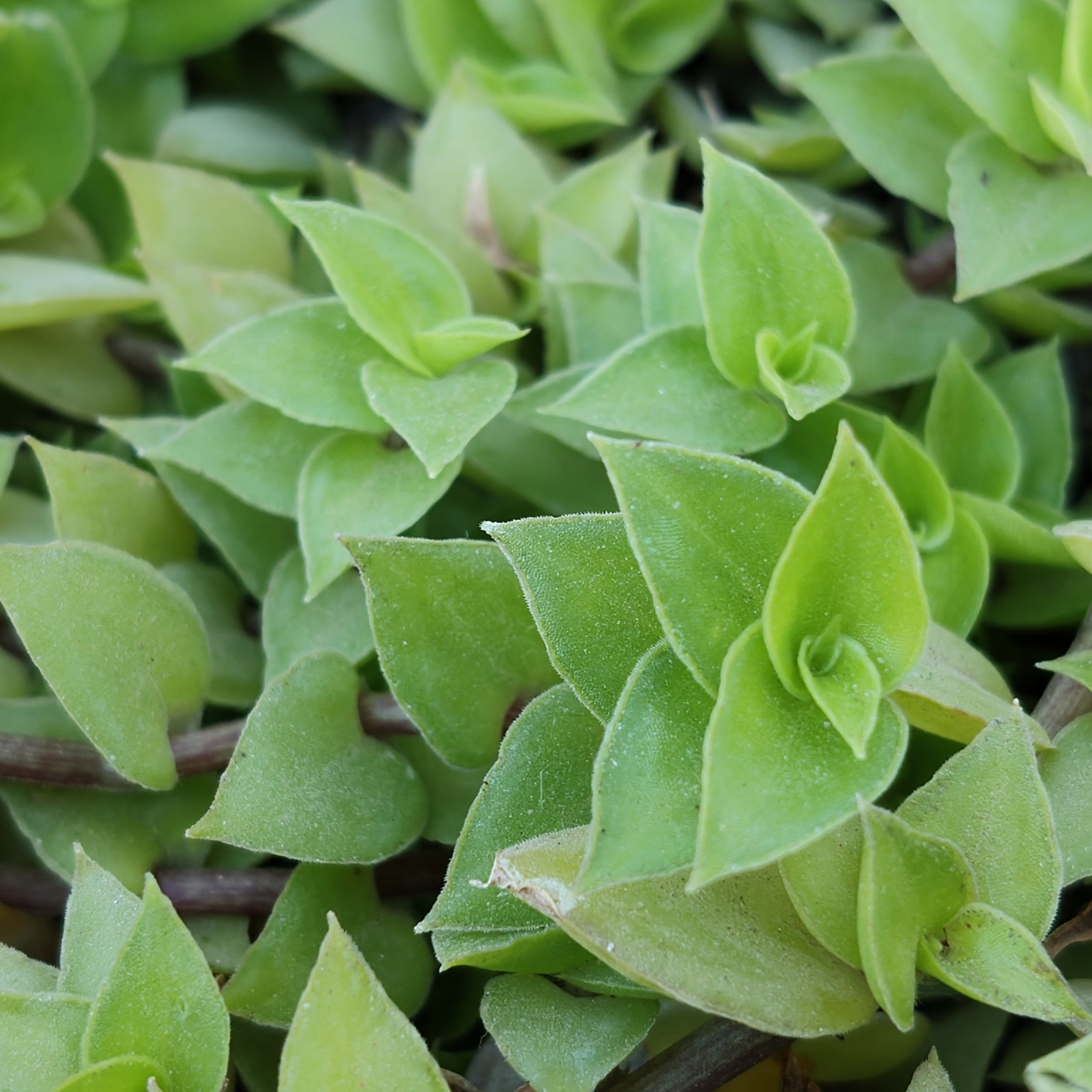 OnePlus Nord CE 4 Camera Sample