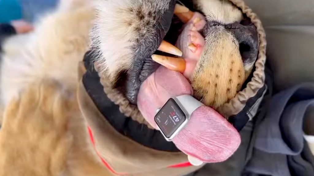 Apple watch