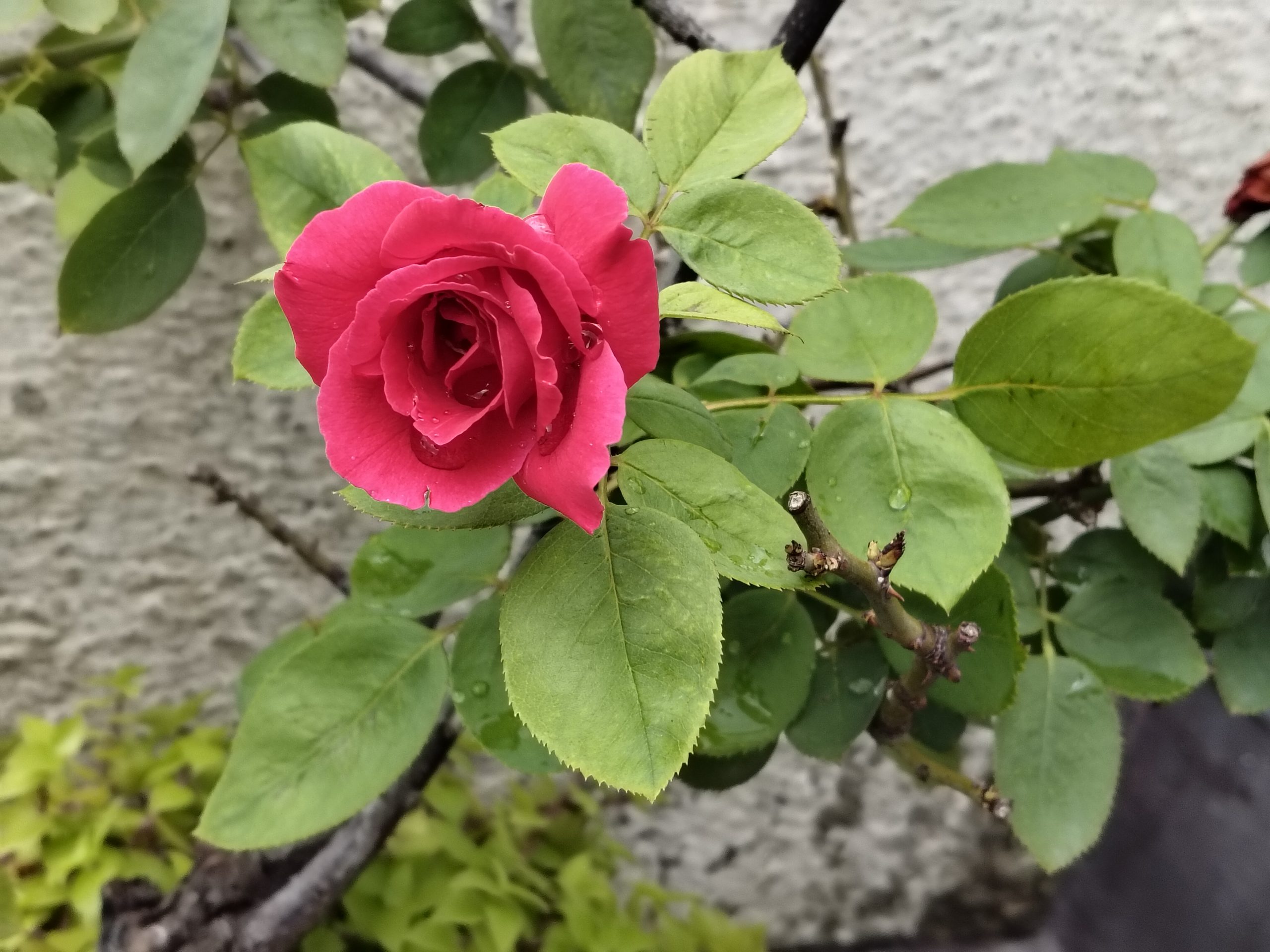 OnePlus Nord CE 4 Lite Camera Sample