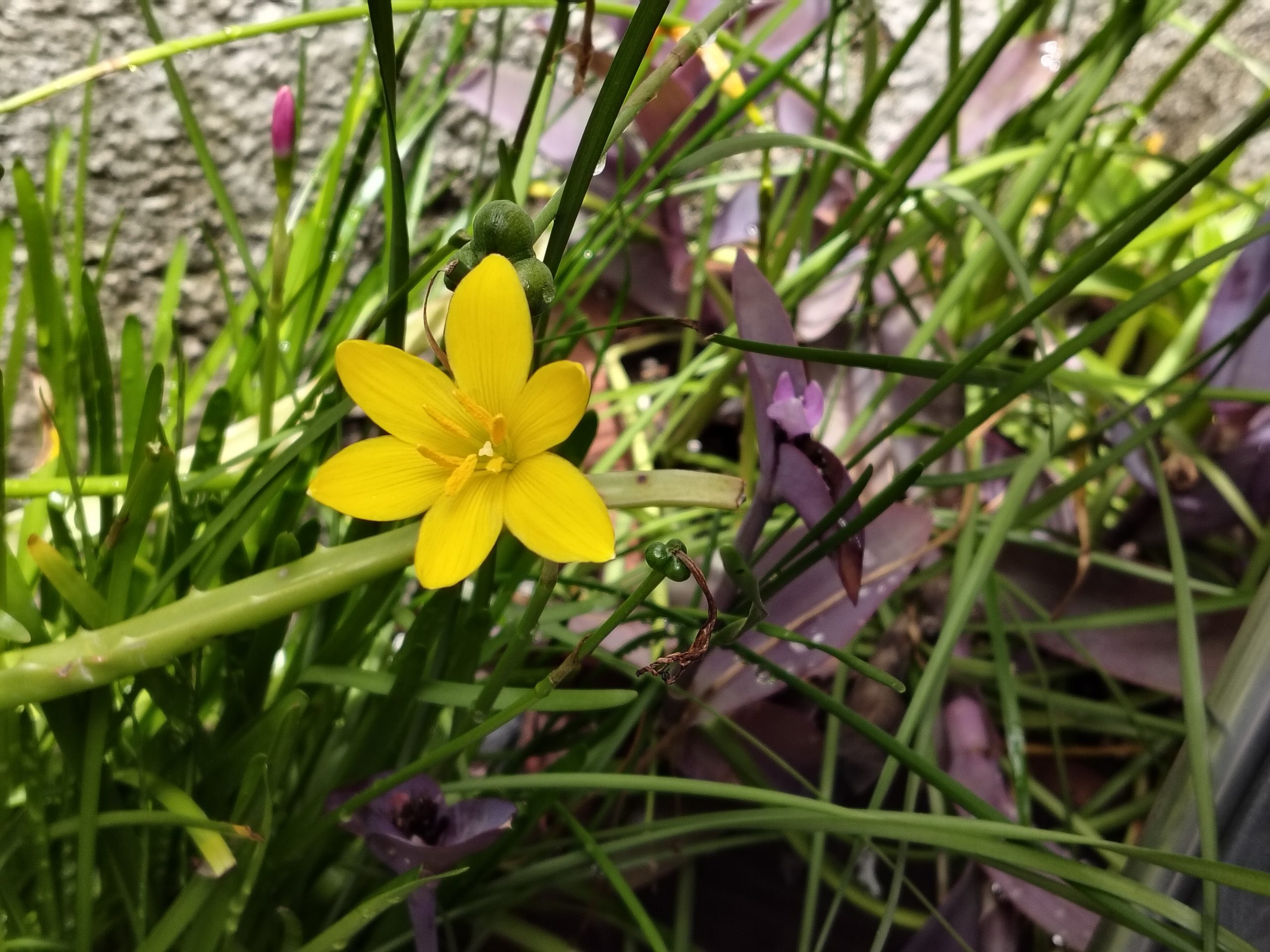 OnePlus Nord CE 4 Lite Camera Sample