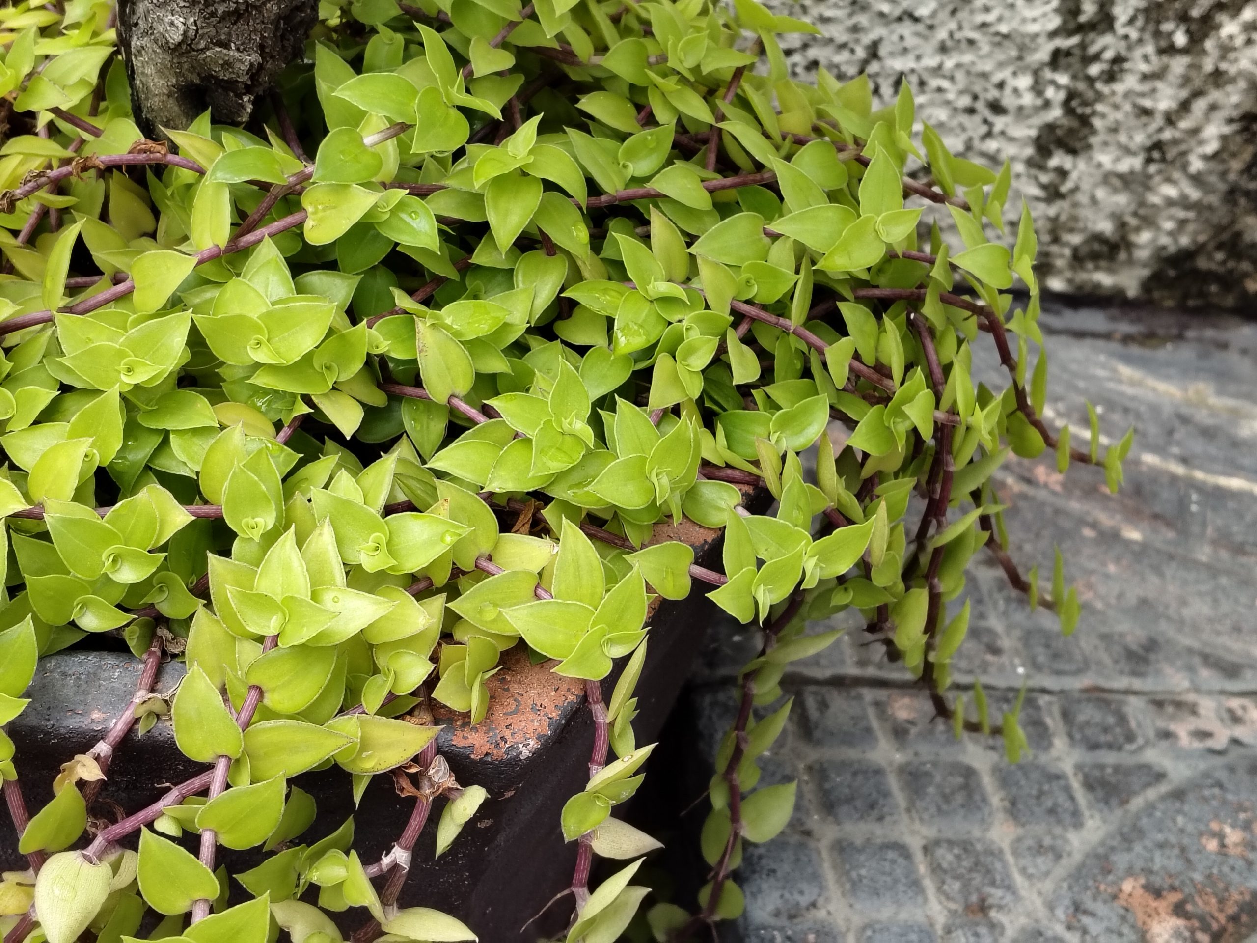 OnePlus Nord CE 4 Lite Camera Sample