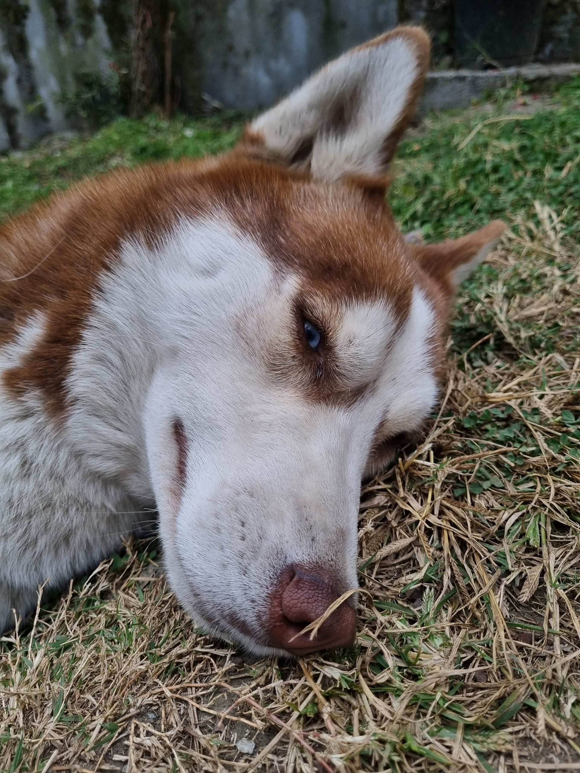 Samsung Galaxy S21 FE Camera Sample