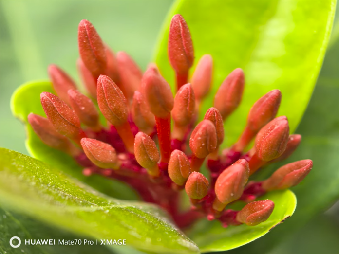 Huawei-Mate-70-Pro-telephoto-macro-shot