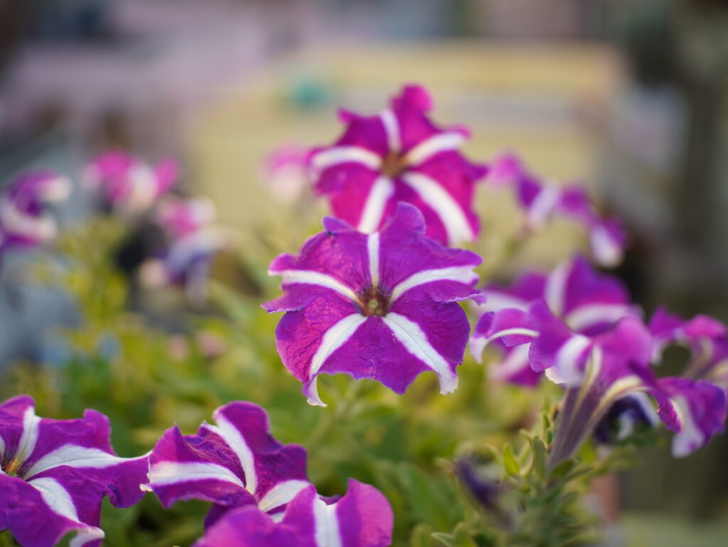 Viltrox AF 25mm F1.7 Air Review