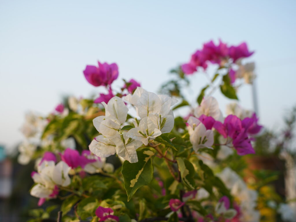 Viltrox AF 25mm F1.7 Air Review