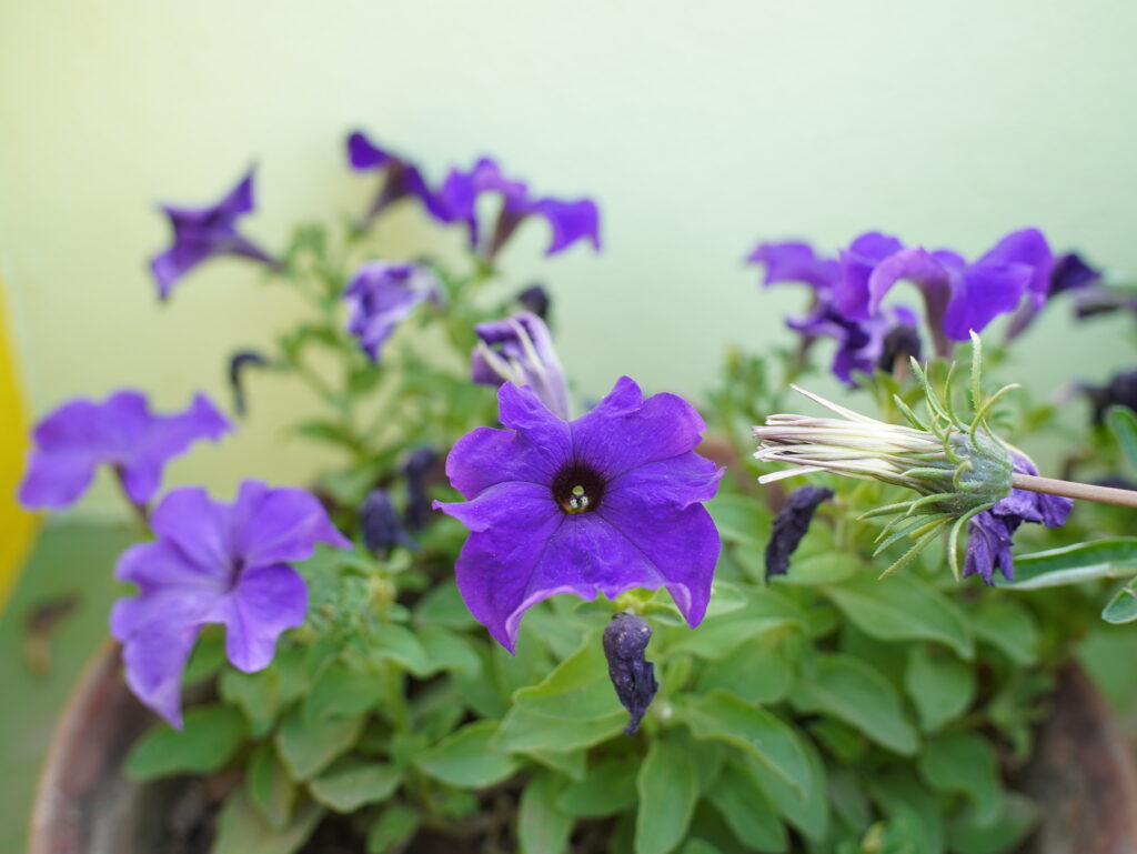 Viltrox AF 25mm F1.7 Air Review