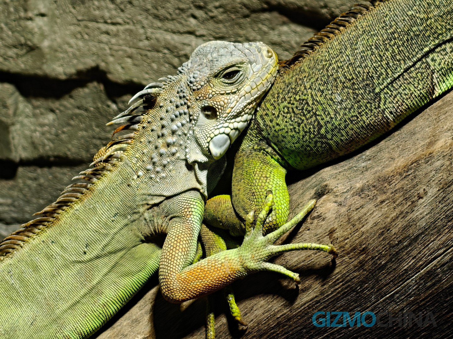 OnePlus 13 Camera Sample