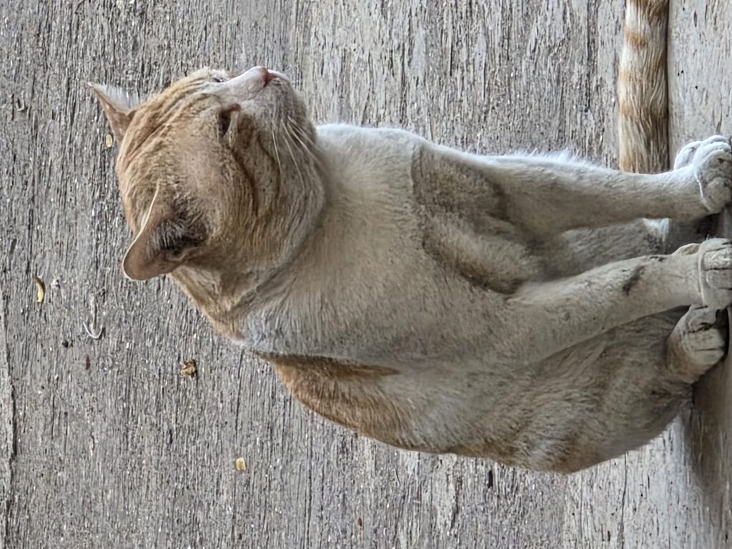 Galaxy S25 Ultra camera sample 4