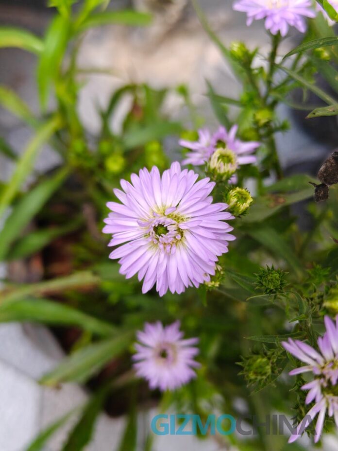 OnePlus Nord 5 Camera Sample