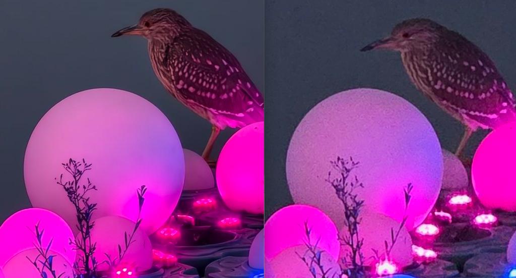 vivo X300 Pro vs Galaxy S25 Ultra camera test 2