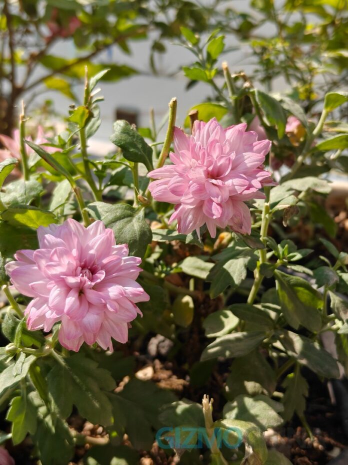 OnePlus 15R Camera Sample