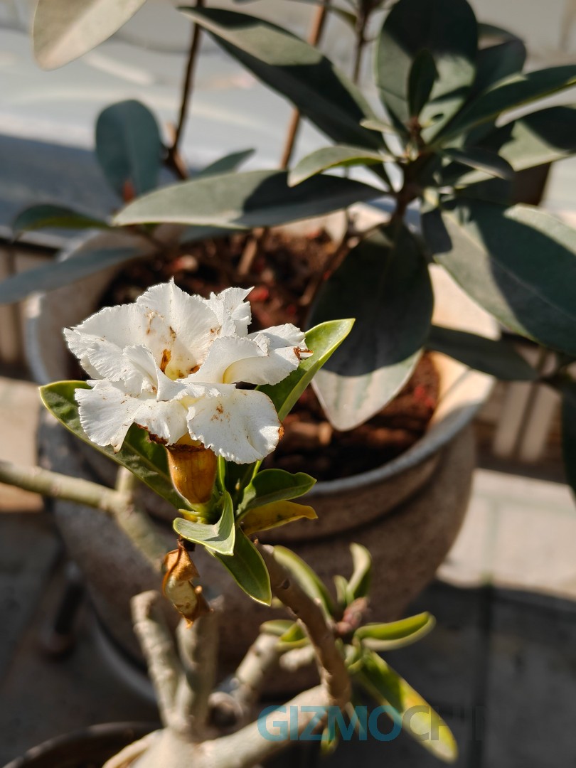 OnePlus 15R Camera Sample