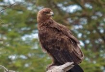 Vivo X300 Ultra 200MP main and telephoto samples reveal up to 1600mm equivalent zoom