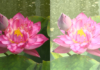 Sony’s Xperia 1 VIII AI camera demo backfires after overexposed samples go viral